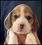 Boy 3 Front Wk 4